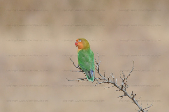 Lillian's Lovebird, Serengeti NP