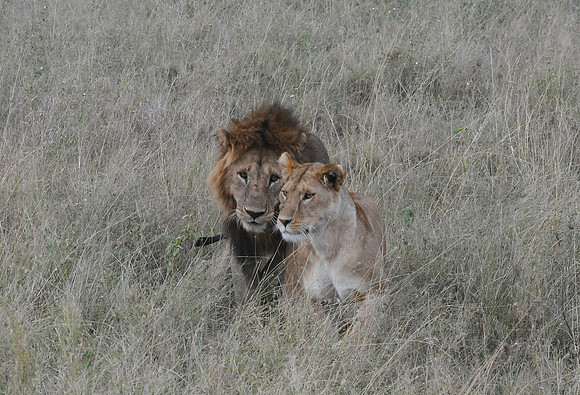 Lion couple portrait, Serengeti NP