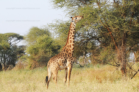 Masai Giraffe, Serengeti NP