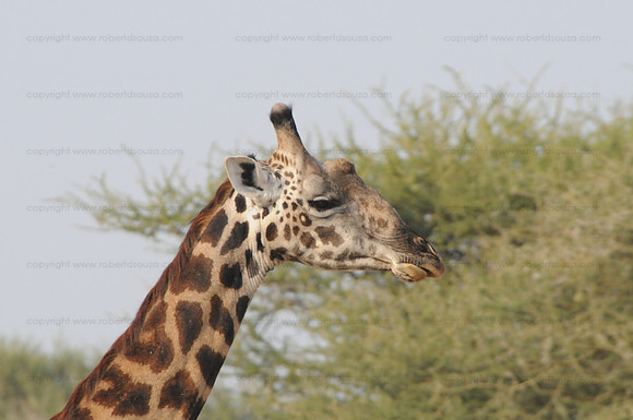 Masai Giraffe Portrait, Serengeti NP