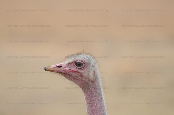 Ostrich portrait, Serengeti NP