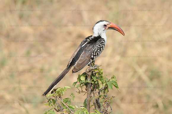 Red-billed Hornbill, Ngorongoro Crater
