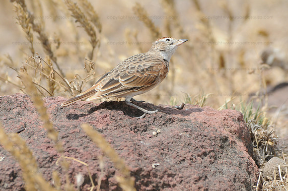 Red-capped Lark, Serengeti NP