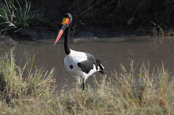 Saddle-billed Stork, Lake Manyara