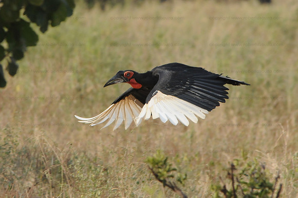 Southern Ground Hornbill, Serengeti NP