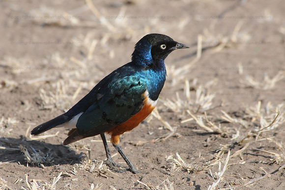 Superb Starling, Serengeti NP