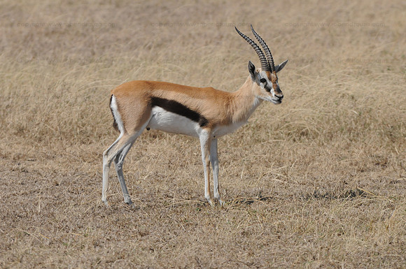 Thomson's Gazelle, Serengeti NP
