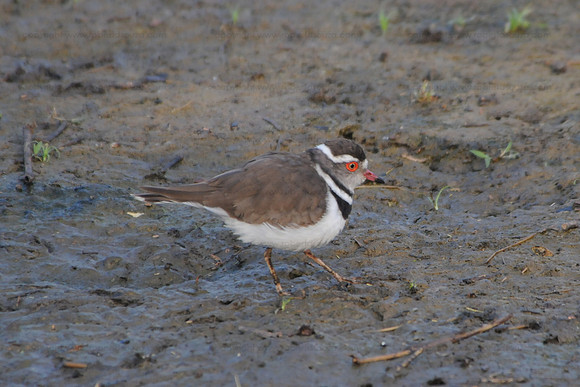 Three-banded Plover, Serengeti NP