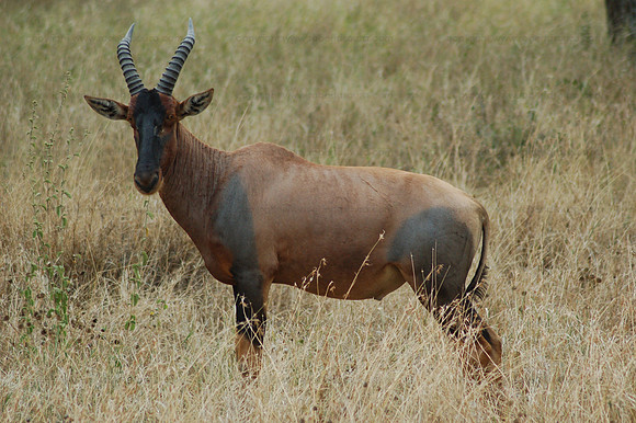 Topi, Serengeti NP