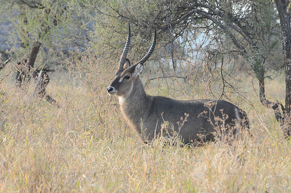 Waterbuck, Tarangere NP