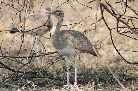White-bellied Bustard, Serengeti NP