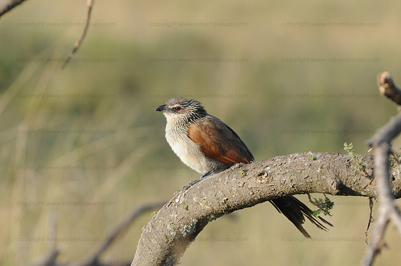White-browed Coucal, Serengeti NP