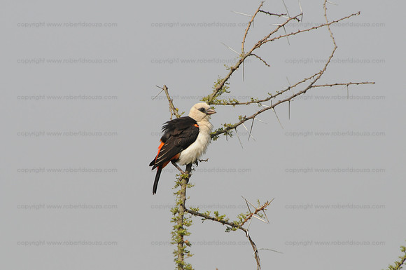 White-headed Buffalo Weaver, Serengeti NP