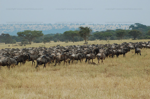 Wildbeest migration, Serengeti NP