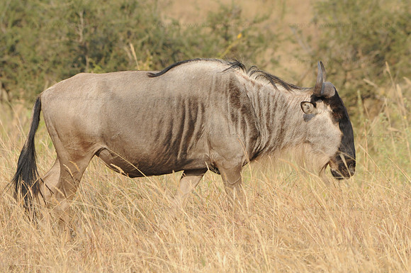 Wildebeest, Serengeti NP