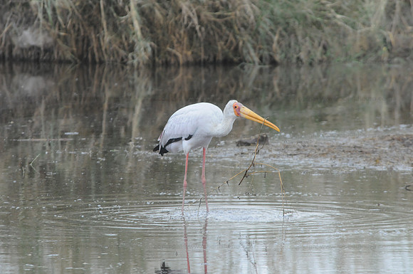 Yellow-billed Stork, Lake Manyara