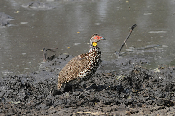 Yellow-necked Spurfowl, Lake Manyara