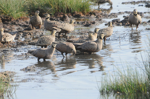 Yellow-throated Sandgrouse, Serengeti NP