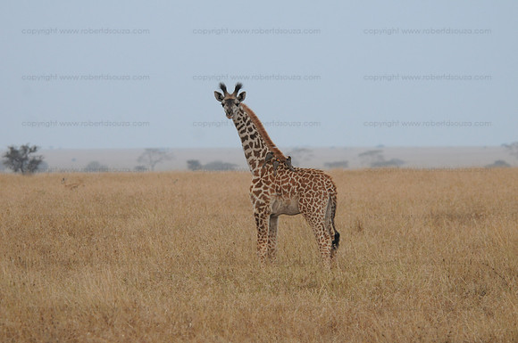 Young Masai Giraffe, Serengeti NP