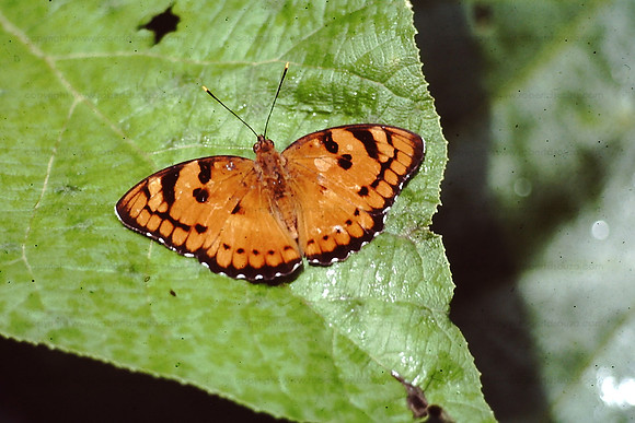 Baronet butterfly, Khandala, India