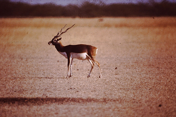 Blackbuck, Velavadar NP