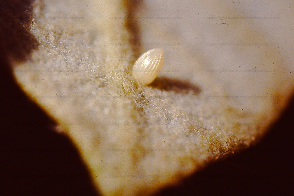 Butterfly egg, Borivili NP
