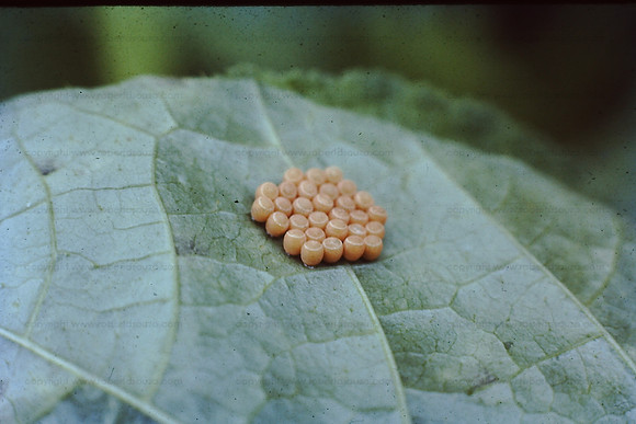 Butterfly egg cluster, Borivili NP
