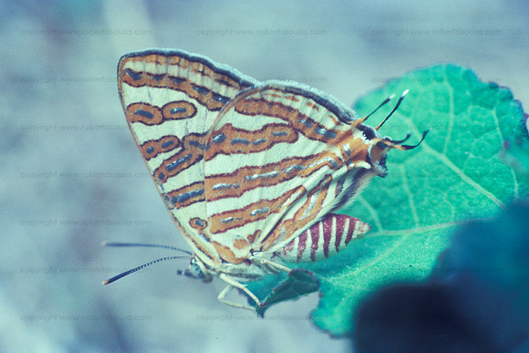 Common Silverline butterfly,  Khandala