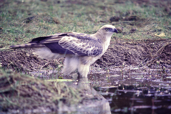 Crested hawk eagle, Mayem Lake Goa