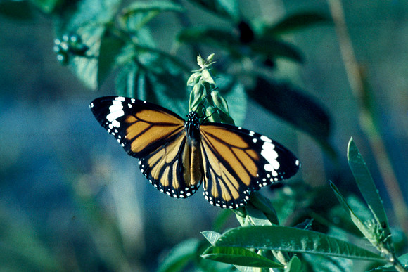 Common Tiger butterfly, Borivili NP