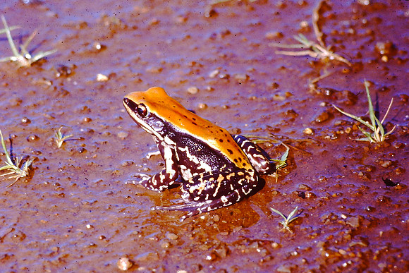 Fungoid Frog, Igatpuri
