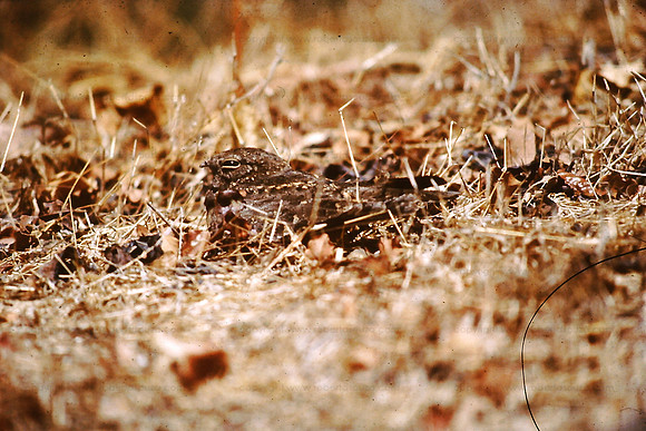Indian Nightjar  Borivili NP