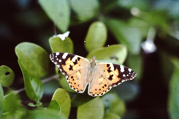 Painted Lady butterfly, Borivili NP