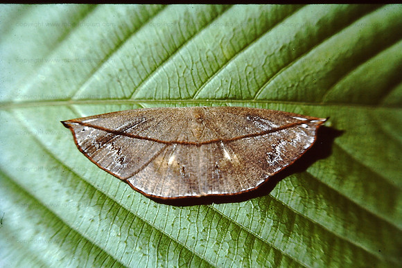 Dry Leaf Moth, Borivili NP