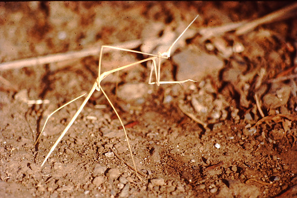 Stick insect, Igatpuri