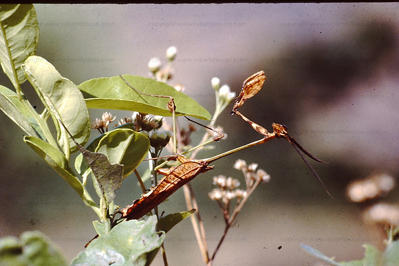 Praying Mantis, Borivili NP