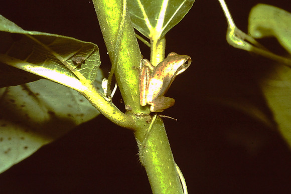 Tree frog, Borivili NP