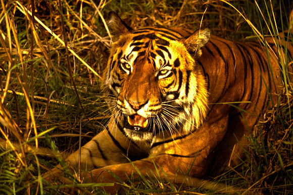 Tiger, Kanha NP