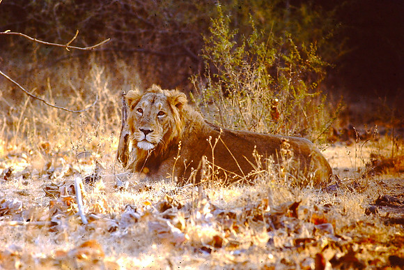 Young Asiatic Lion, Gir Forest