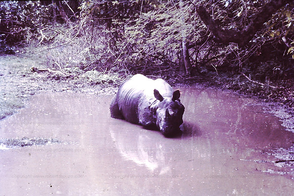 Asiatic Rhino, Chitwan NP, Nepal