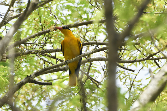 Black-naped oriole, Komodo Island
