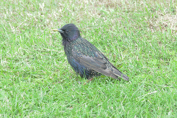 European Starling, Iceland