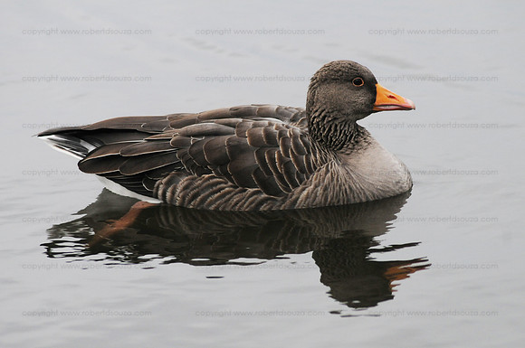 Greylag Goose, Iceland