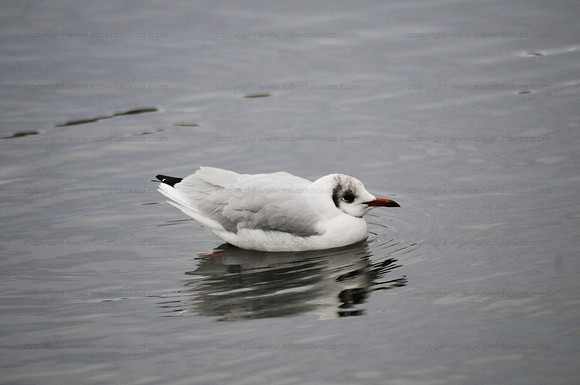 Laughing Gull Juv, Iceland