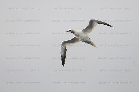 Northern Gannet, Iceland
