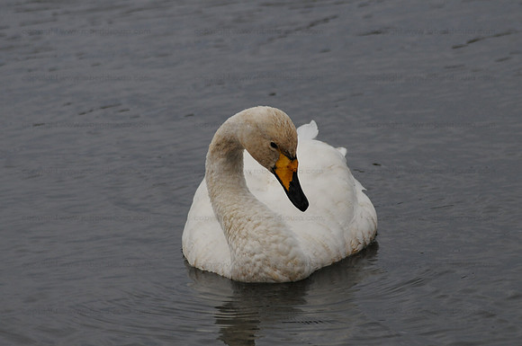 Whooper Swan, Iceland
