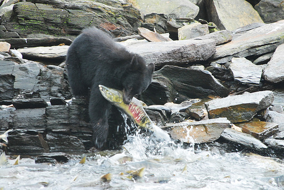 Black bear and salmon, Ketchikan