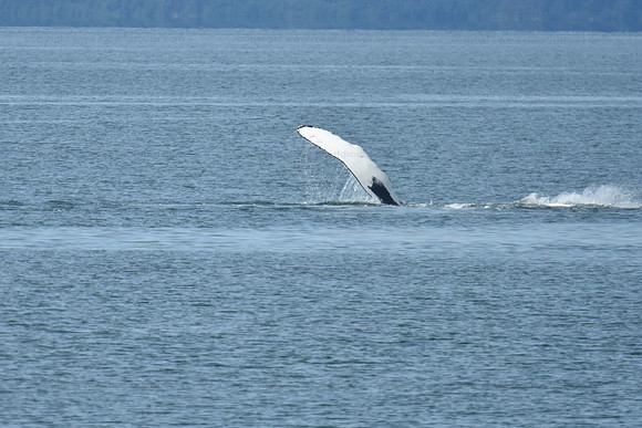 Humpback Whale fin slapping seq 1, Juneau
