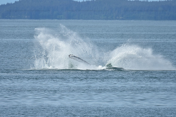 Humpback Whale fin slapping seq 2, Juneau