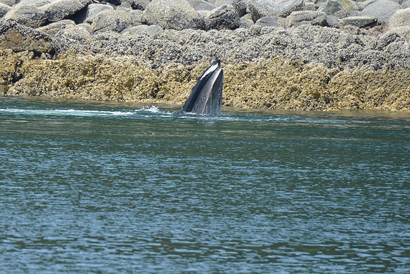 Humpback Whale plunge feeding, Juneau